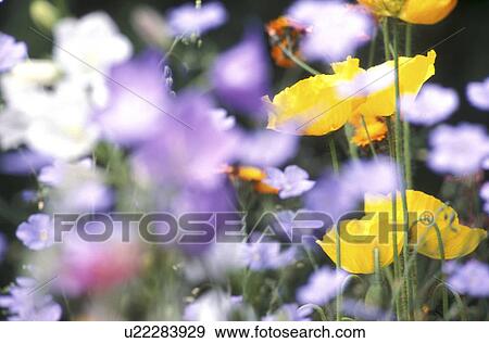 Stock Photo - corn, Bernhard, blossom, blooms, bloom, abloom. Fotosearch