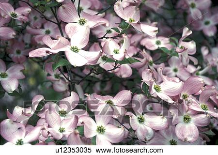 cornel, Bernhard, blossom, blooms, bloom, abloom View Large Photo Image Stock Photography - cornel, Bernhard, blossom, blooms, bloom, abloom. Fotosearch