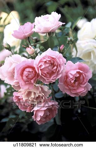 cow, Bernhard, blossom, blooms, bloom, abloom View Large Photo Image Stock Image - cow, Bernhard, blossom, blooms, bloom, abloom. Fotosearch