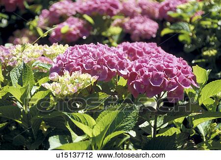 cow, Bernhard, blossom, blooms, bloom, abloom View Large Photo Image Stock Image - cow, Bernhard, blossom, blooms, bloom, abloom. Fotosearch