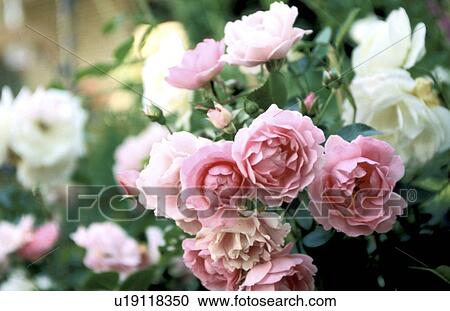 cow, Bernhard, blossom, blooms, bloom, abloom View Large Photo Image Stock Image - cow, Bernhard, blossom, blooms, bloom, abloom. Fotosearch