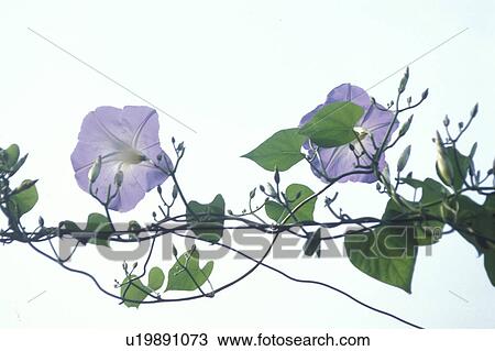 Stock Image - cow, Bernhard, blossom, blooms, bloom, abloom. Fotosearch