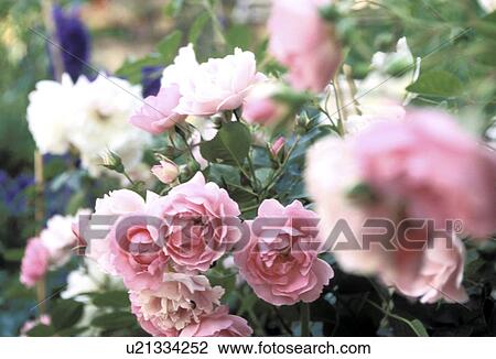 Stock Image - cow, Bernhard, blossom, blooms, bloom, abloom. Fotosearch