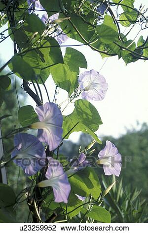 Stock Image - cow, Bernhard, blossom, blooms, bloom, abloom. Fotosearch