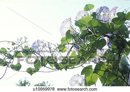 Stock Photo - cow, Bernhard, blossom, blooms, bloom, abloom. Fotosearch
