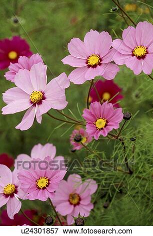 Stock Photo - cow, Bernhard, blossom, blooms, bloom, abloom. Fotosearch