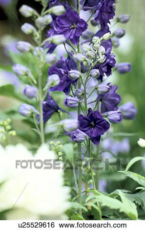 Stock Photograph - cow, Bernhard, blossom, blooms, bloom, abloom. Fotosearch