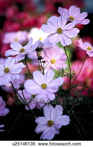 cow, Bernhard, blossom, blooms, bloom, abloom View Large Photo Image Stock Photography - cow, Bernhard, blossom, blooms, bloom, abloom. Fotosearch