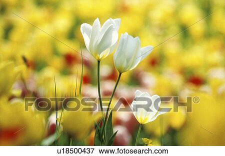 Stock Photo - day, bloom, close-up, CLOSE, blossom, flower, abloom. Fotosearch