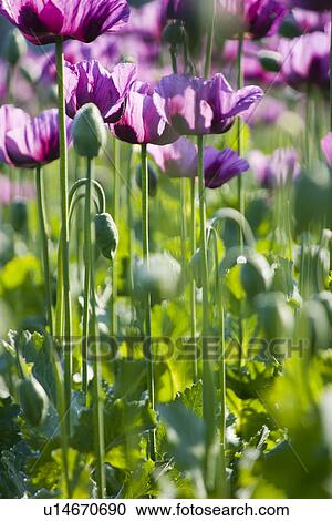 Stock Image - felder, anbau, acre, addiction, agricultural, agriculture, agroindustry. Fotosearch