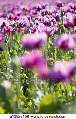 felder, anbau, acre, addiction, agricultural, agriculture, agroindustry View Large Photo Image Stock Photo - felder, anbau, acre, addiction, agricultural, agriculture, agroindustry. Fotosearch