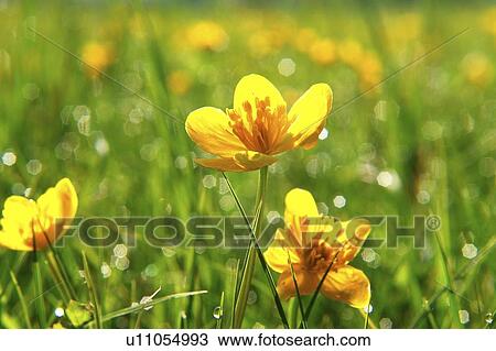 Stock Image - flower, outside, aromatic, yellow, green, ambrosial, budding. Fotosearch