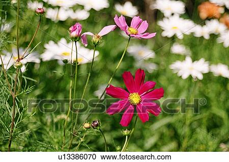 guards, chubikin, flowers, feeling, enjoyment, aleksandr View Large Photo Image Stock Image - guards, chubikin, flowers, feeling, enjoyment, aleksandr. Fotosearch