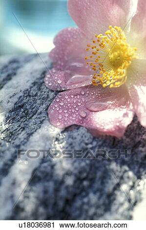stempel, abloom, beauty, Bernhard, bloom, blooms View Large Photo Image Stock Image - stempel, abloom, beauty, Bernhard, bloom, blooms. Fotosearch