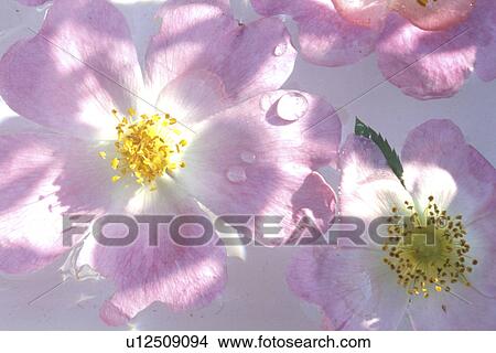 Picture - stempel, abloom, Bernhard, bloom, blooms, blossom. Fotosearch