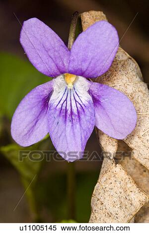 Stock Photography - veilchen, fruehlingserwachen, alfred, bloom, bloomer, blooming. Fotosearch