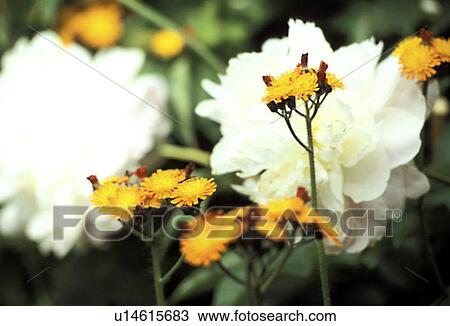 Stock Image - wiesen, abloom, aurantiacum, Bernhard, bloom, blooms. Fotosearch