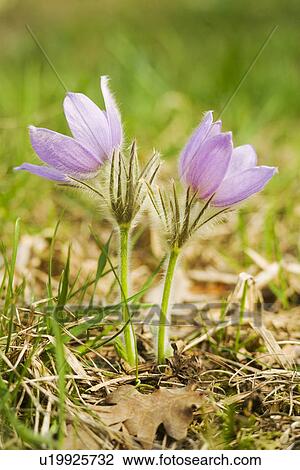 Stock Image - wiesen, weide, fruehlingserwachen, alfred, bloom, bloomer. Fotosearch