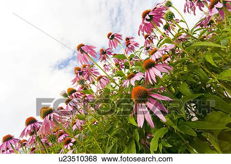 Stock Photo - wiesen, weide, gartenpflanze, acre, agriculture, agroindustry, alfred. Fotosearch