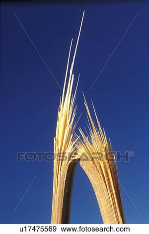 Stock Photo - beige, Bernhard, blue, bough, branch. Fotosearch