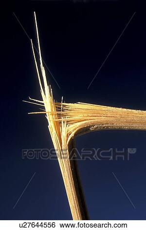 beige, Bernhard, blue, bough, branch View Large Photo Image Stock Photograph - beige, Bernhard, blue, bough, branch. Fotosearch