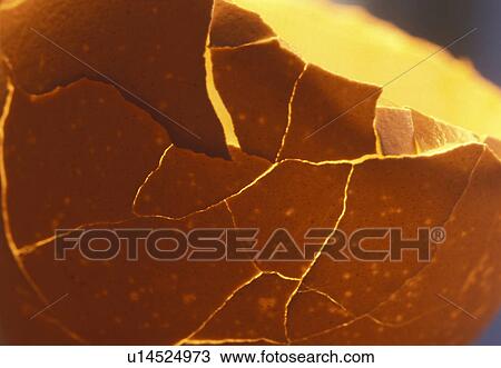 Stock Image - beige, Bernhard, bowl, broken, close-up, cow. Fotosearch
