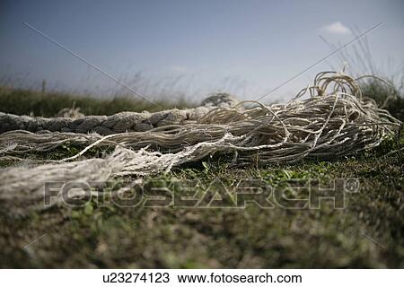 tau, broken, coast, cord, disrupted, Fischer-hurry, grass View Large Photo Image Stock Image - tau, broken, coast, cord, disrupted, Fischer-hurry, grass. Fotosearch