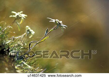 Stock Photography - aichner, blossom, blooms, bloom, abloom. Fotosearch
