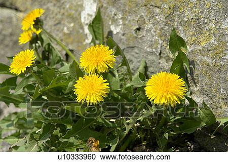 beautiful, berne, blumenpracht, blurred, buds, burgdorf, chlorophyll View Large Photo Image Stock Image - beautiful, berne, blumenpracht, blurred, buds, burgdorf, chlorophyll. Fotosearch