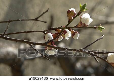 Stock Photography - beautiful, berne, blumenpracht, blurred, branch, branches, brown. Fotosearch