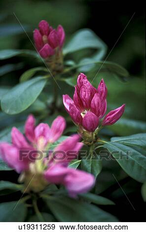 Bernhard, bud, cow, day, floral, flower View Large Photo Image Stock Photo - Bernhard, bud, cow, day, floral, flower. Fotosearch