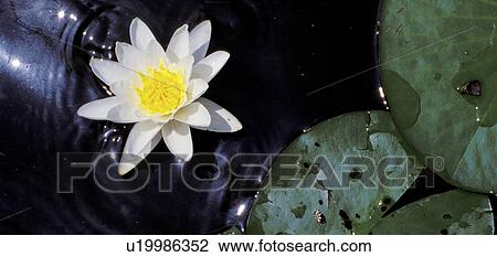 bloom, alexander, blauphoton, attraction, aquatic plant, abloom View Large Photo Image Stock Image - bloom, alexander, blauphoton, attraction, aquatic plant, abloom. Fotosearch