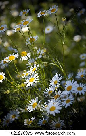 Stock Photography - bloom, blossom, botanic, botanical, corolla, czech, daisy. Fotosearch
