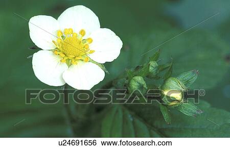 bloom, bud, blossom, blooms, abloom View Large Photo Image Stock Photograph - bloom, bud, blossom, blooms, abloom. Fotosearch
