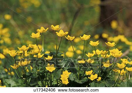 Stock Photograph - bloom, buttercup, blossom, blooms, abloom. Fotosearch