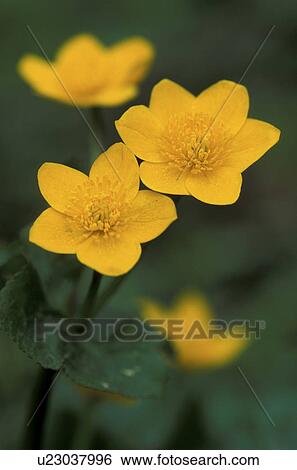 Stock Photograph - bloom, buttercup, blossom, blooms, abloom. Fotosearch