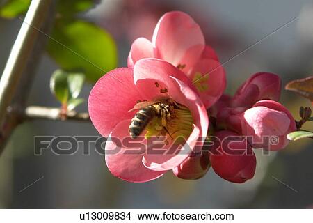 blooms, bee wings, bloom dusting, berne, bees, blumenstaengel, animals View Large Photo Image Picture - blooms, bee wings, bloom dusting, berne, bees, blumenstaengel, animals. Fotosearch