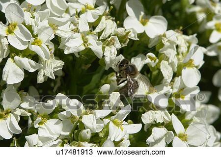 Stock Image - blooms, bee wings, bloom dusting, berne, bees, blumenstaengel, animals. Fotosearch