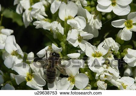 Stock Image - blooms, bee wings, bloom dusting, berne, bees, blumenstaengel, animals. Fotosearch