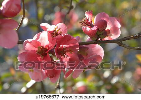 Stock Photo - blooms, bee wings, bloom dusting, berne, bees, blumenstaengel, animals. Fotosearch