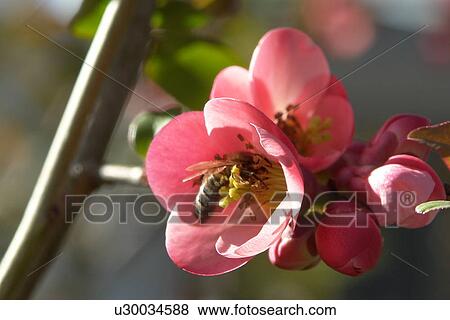 Stock Photo - blooms, bee wings, bloom dusting, berne, bees, blumenstaengel, animals. Fotosearch