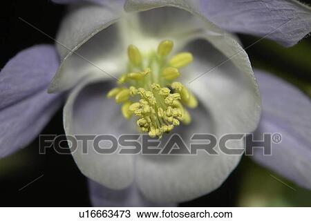 blütenzeit, flowering, blumenknospen, flowers, blumenblüten, blumenform, floridity View Large Photo Image Stock Image - blütenzeit, flowering, blumenknospen, flowers, blumenblüten, blumenform, floridity. Fotosearch