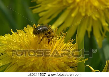 Stock Photo - burgdorf, bees, botany, blooms, berne, animals. Fotosearch