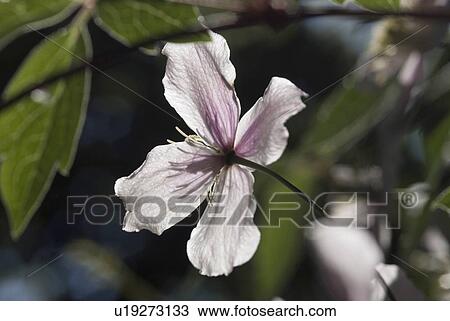 Clematis, flowers, flora, Klematis, Vienna, garden, buttercup View Large Photo Image Stock Image - Clematis, flowers, flora, Klematis, Vienna, garden, buttercup. Fotosearch