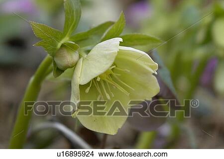 felder, wiesen, anemonen, berne, blooms, blumenrfarben, botany View Large Photo Image Picture - felder, wiesen, anemonen, berne, blooms, blumenrfarben, botany. Fotosearch