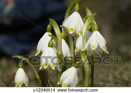 felder, wiesen, bellflowers, bells, berne, blooms, blumenrfarben View Large Photo Image Picture - felder, wiesen, bellflowers, bells, berne, blooms, blumenrfarben. Fotosearch