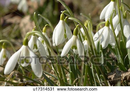 Stock Image - felder, wiesen, bellflowers, bells, berne, blooms, blumenrfarben. Fotosearch