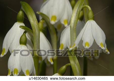 Stock Photography - felder, wiesen, bellflowers, bells, berne, blooms, blumenrfarben. Fotosearch