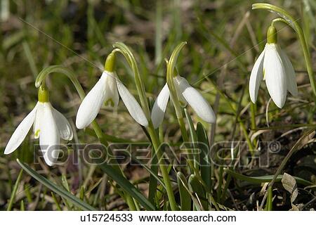 Stock Image - felder, wiesen, bells, berne, blooms, blumenrfarben, botany. Fotosearch