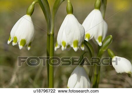 Stock Image - felder, wiesen, bells, berne, blooms, botany, colored. Fotosearch